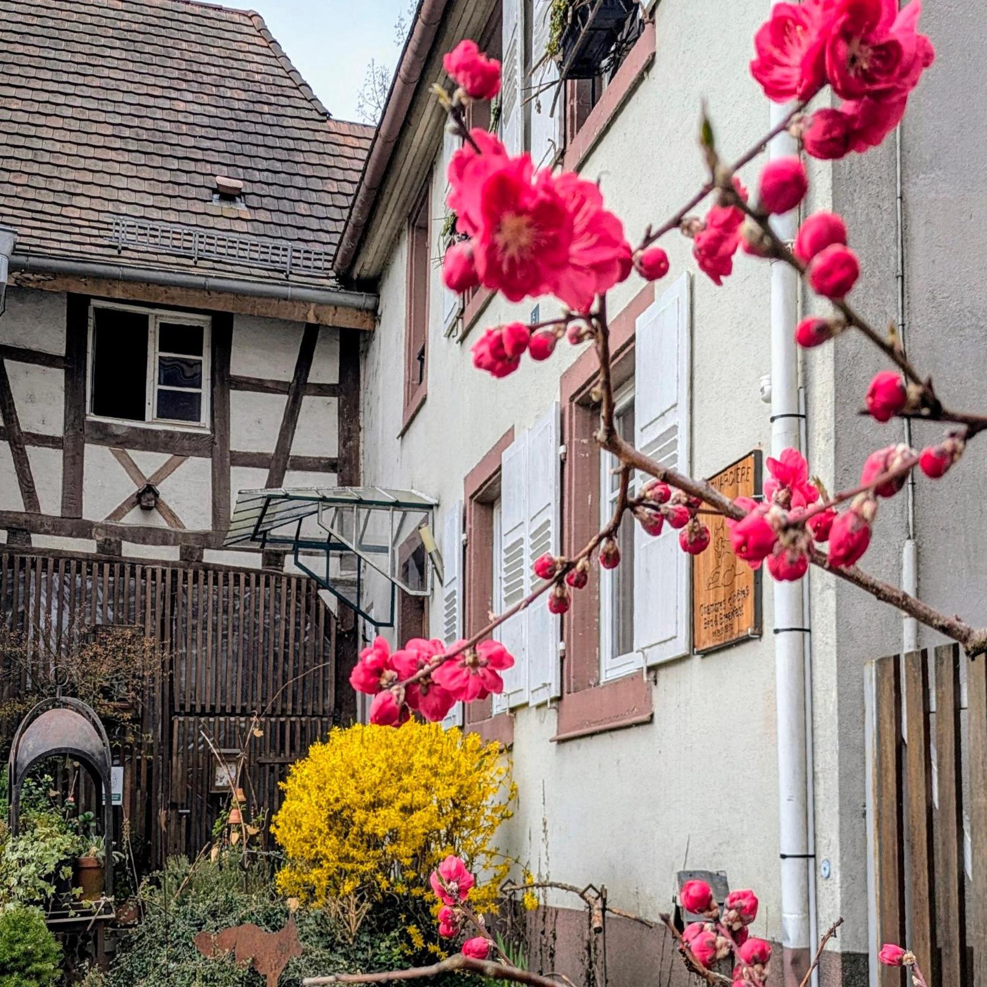 Maison d'hôtes La Renardière Reichshoffen Esterno foto